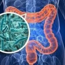 Ученые заявили о влиянии бактерий кишечника на память