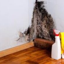 Когда грибы растут на стенах: избавляемся от плесени бюджетными способами