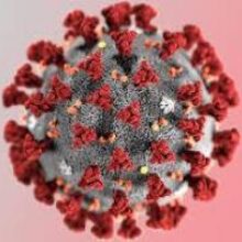 Мужские яички могут быть «тайником» для коронавируса
