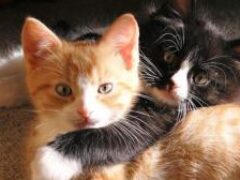Стафилококк, лишай и токсоплазмоз: какими болезнями можно заразиться от кошек