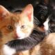 Стафилококк, лишай и токсоплазмоз: какими болезнями можно заразиться от кошек