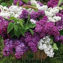 Сила сирени: делаем мазь, чай, настойку и сиреневое масло