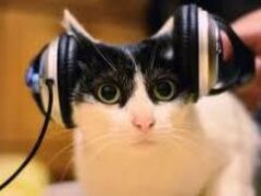 Американские ученые выяснили, какая музыка снижает стресс у кошек