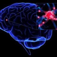 Ученые определили клетки мозга, которые заставляют переедать
