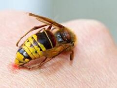 Укусы пчел и ос: спасаемся от «яда» насекомых