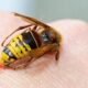 Укусы пчел и ос: спасаемся от «яда» насекомых