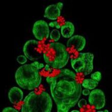 В Великобритании сделали елку и рождественский венок из стволовых клеток