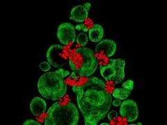 В Великобритании сделали елку и рождественский венок из стволовых клеток