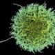 Иммунитет: клетки-киллеры обладают функцией памяти — это поможет в лечении вирусных заболеваний