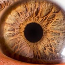 Роговица сопротивляется заражению новым коронавирусом