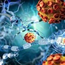 Коронавирус проникает через гематоэнцефалический барьер и разрушает мозг