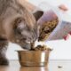 Строгая диета. Ученые удивили необходимым количеством кормлений кота в день