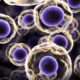 Перепрограммирование стволовых клеток может повысить эффективность иммунотерапии