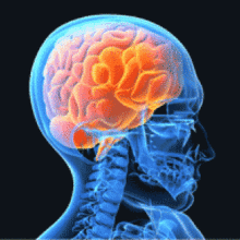 Размер мозга влияет на возникновение рака