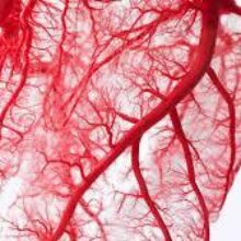 Ученые определили источник пороков развития кровеносных сосудов