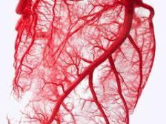 Ученые определили источник пороков развития кровеносных сосудов