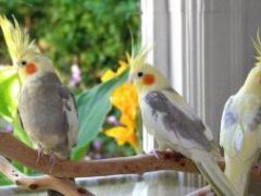 Попугаи корелла:особенности содержания в домашних условиях