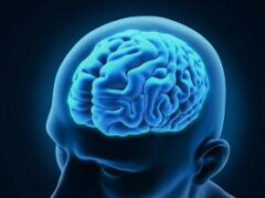 10 «возрастов» мозга
