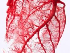 Ученые изобрели клетки, расширяющие кровеносные сосуды
