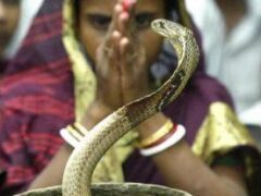 Змеи в мифах и в жизни: культ змеи в Индии 1 часть
