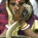 Змеи в мифах и в жизни: культ змеи в Индии 1 часть