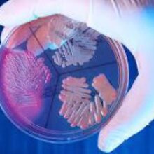 Ученые заявили, что человечеству угрожают новые смертельные бактерии