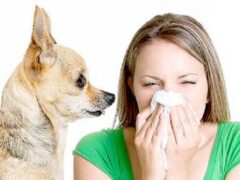 Медики назвали причины и симптомы аллергии на животных