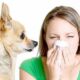 Медики назвали причины и симптомы аллергии на животных