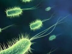 Ученые открыли удивительные факты о бактериях