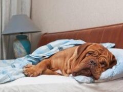 Исследователи выяснили пользу сна с собакой в одной постели