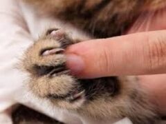 Кошачьи царапины: почему долго не заживают и как лечить