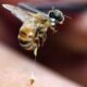 Индийские врачи описали последствия пчелиного укуса в глазное яблоко