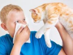 Как избежать аллергии на домашних питомцев, рассказали врачи