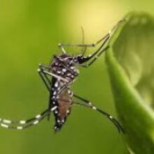 Вызывает опухоли: ученые нашли насекомых, несущих смерть