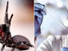 Ученые вылечили рак кожи с помощью яда австралийского паука