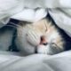Жизнь без сна: как сократить продолжительность сна и увеличить его качество