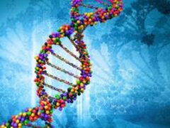 «Мусорная ДНК» управляет циркадными часами организма