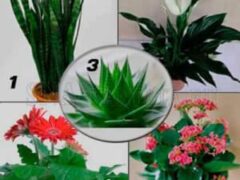 4 лучших растения для детской спальни