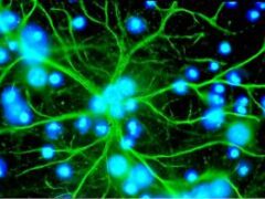 Астроциты уличили в поедании синапсов взрослых мышей