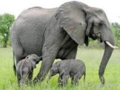 Слоны могут помочь медикам лечить рак
