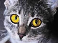 Кошки помогают детям с аутизмом справляться с болезнью