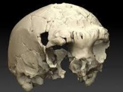 Ученые нашли самый древний череп человека