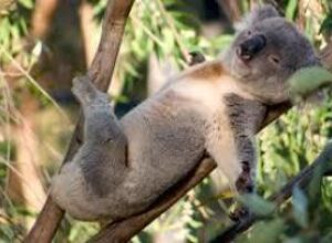 Контрацепция коал спасла эвкалипт от вымирания