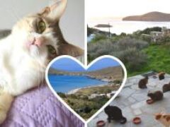 Работа мечты: на райский остров приглашают смотрителя кошек