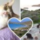 Работа мечты: на райский остров приглашают смотрителя кошек