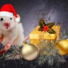 Что нельзя готовить на новый год Крысы 